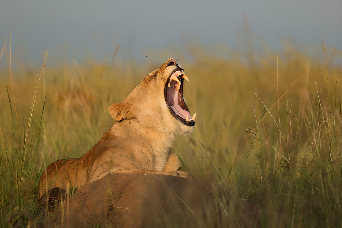 Majestic Lioness in Yawn
