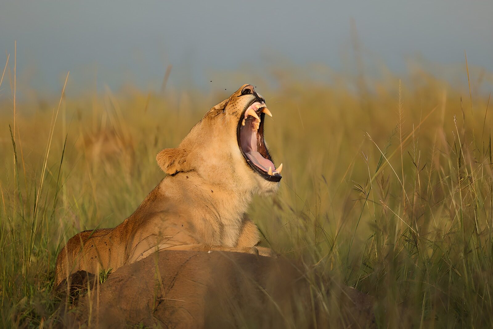 OCCOM8514089: Majestic Lioness in Yawn