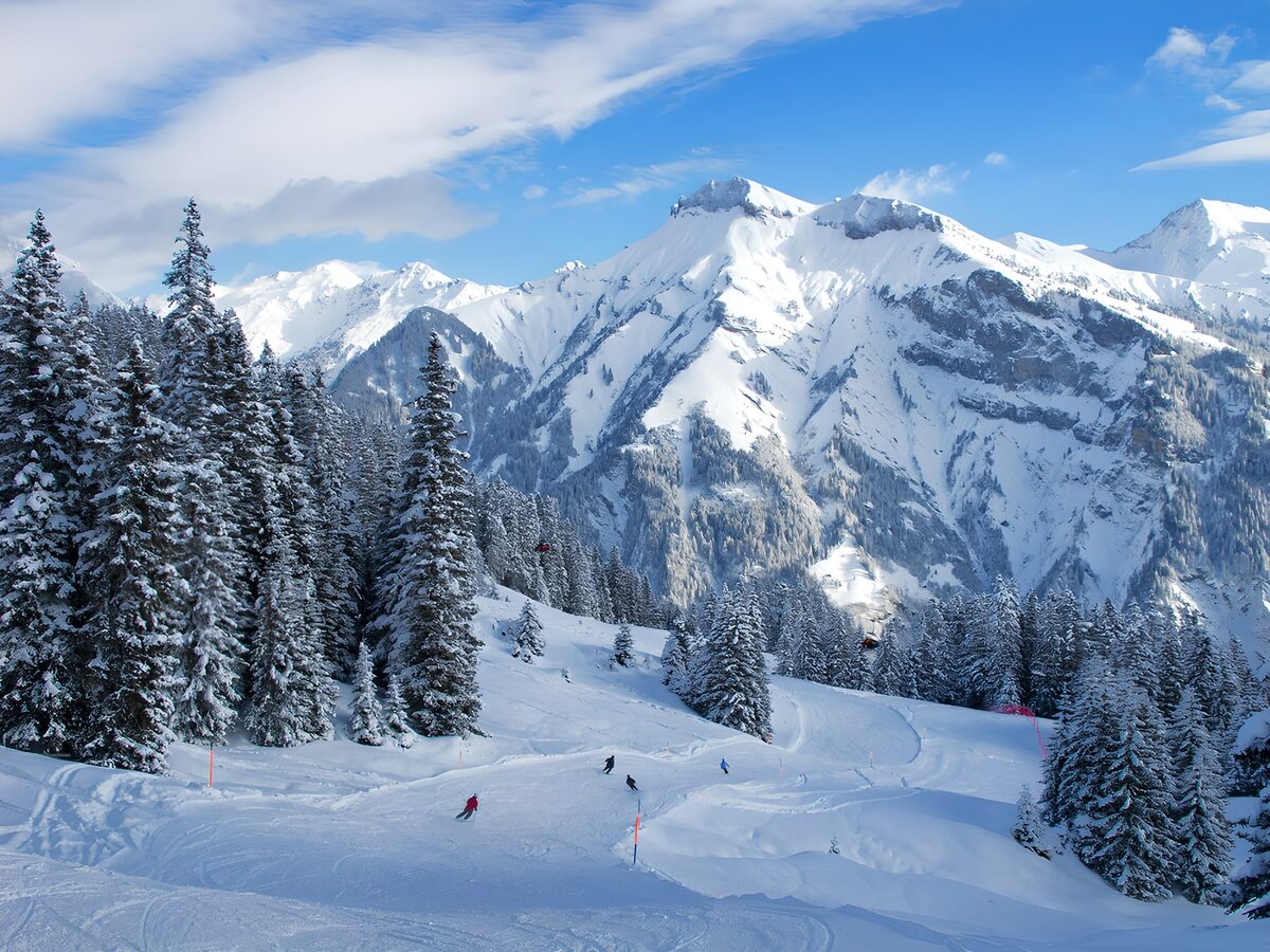 OCCOM8766625: Snowy Mountain Skiing Adventure