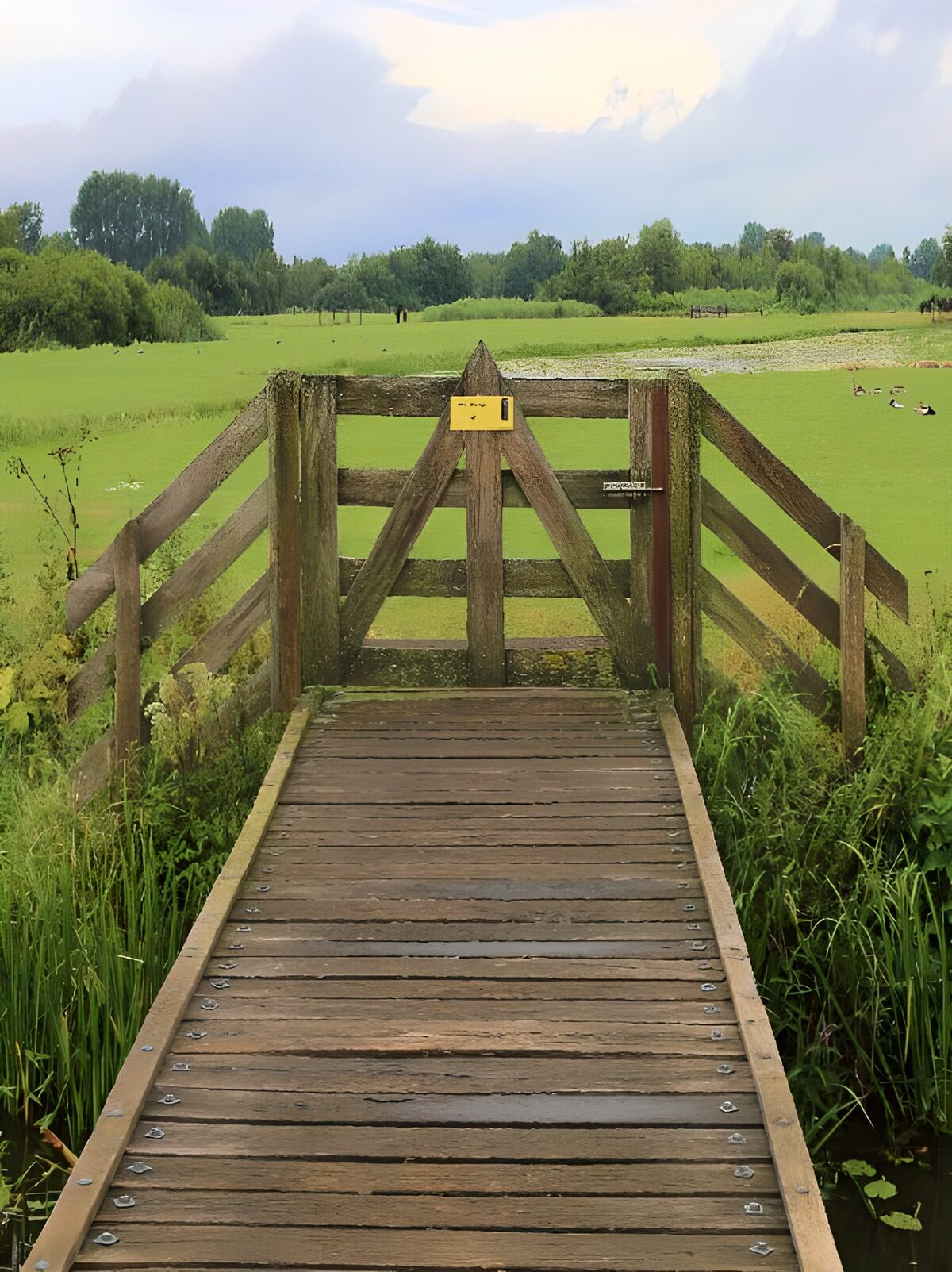 Tranquil Pathway Across the Meadow