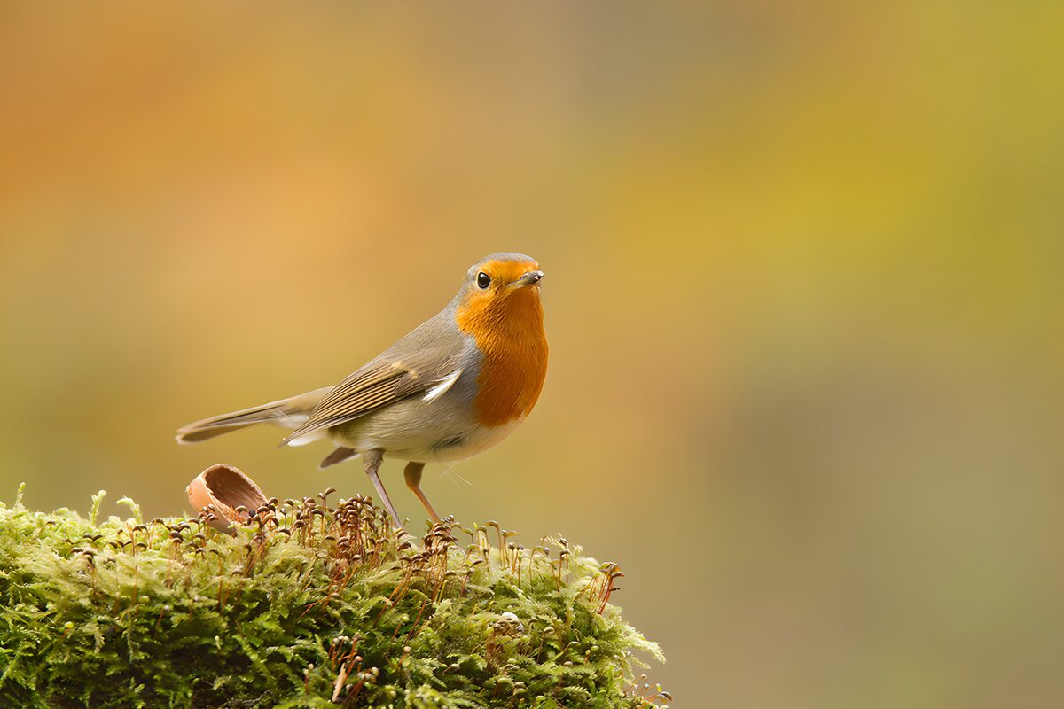 Charming European Robin on Moss