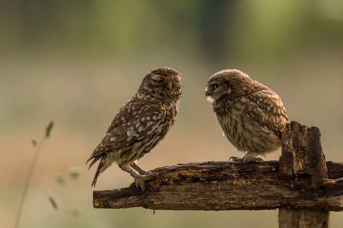 OCCOM7419938: Playful Little Owls on a Fence