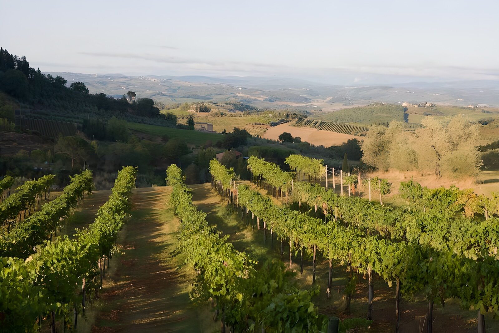 OCCOM6212209: Serene Vineyard Landscape