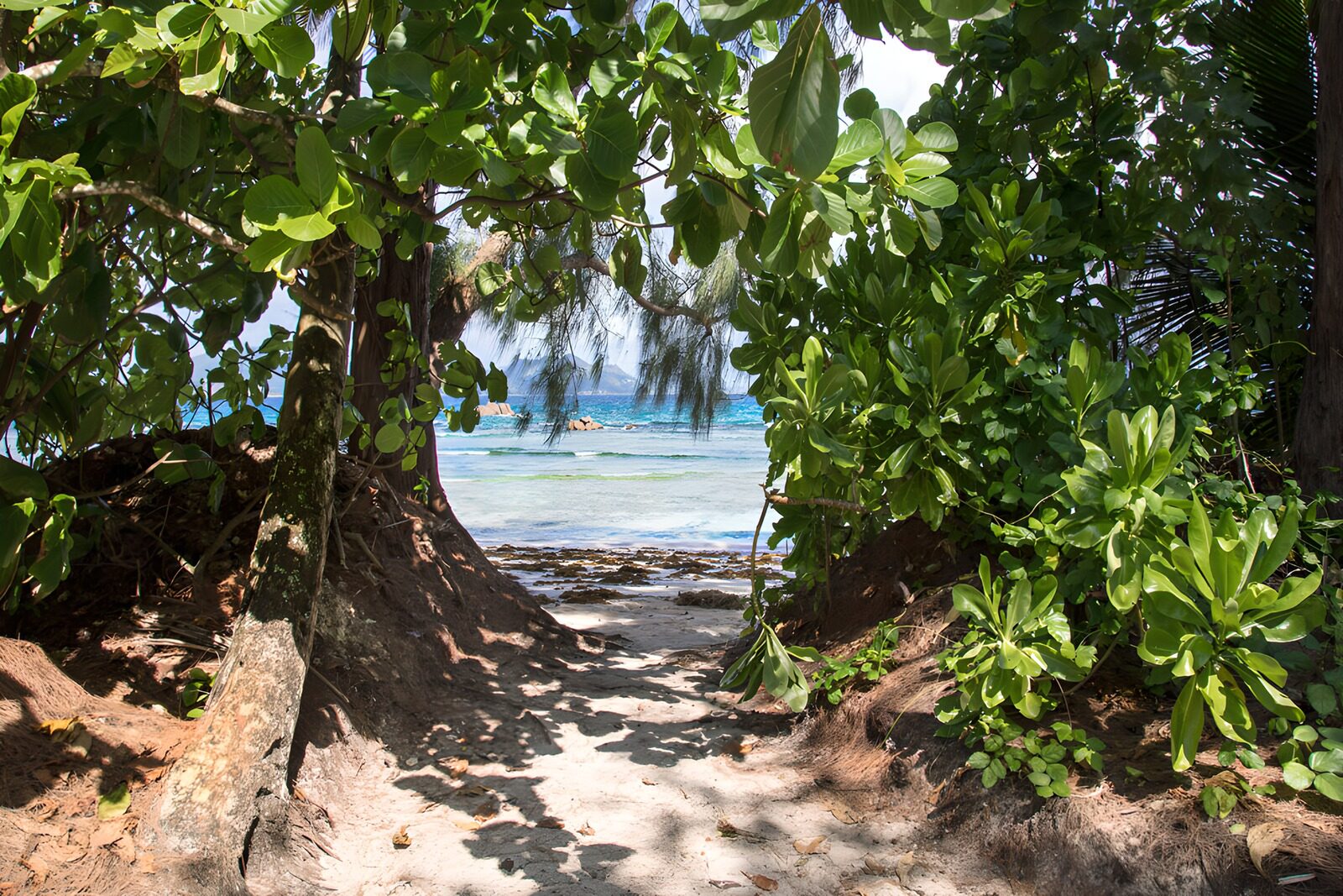 OCCOM5694540: Tropical Path to the Beach