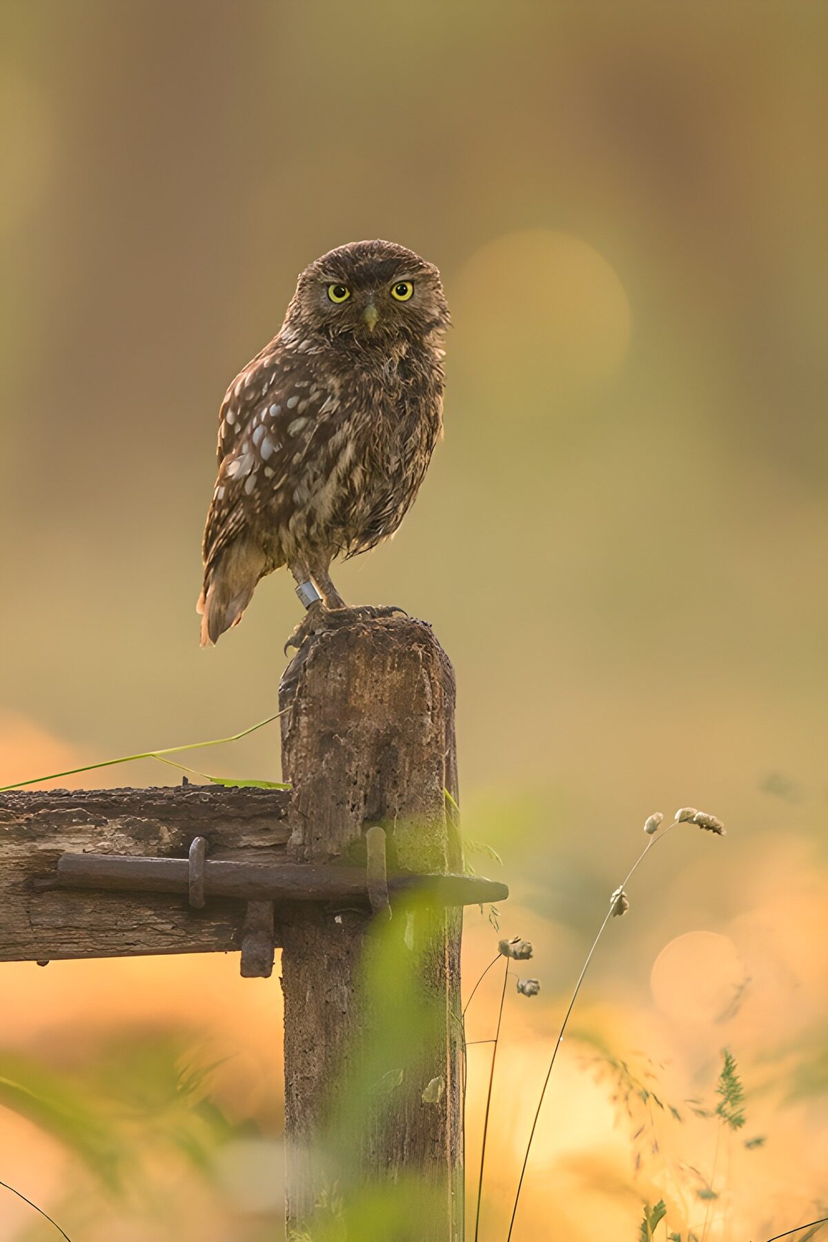 "Wise Sentinel: The Little Owl"
