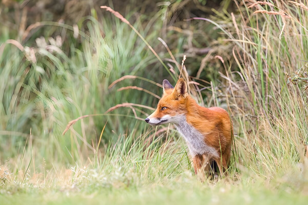 OCCOM7231651: Alert Red Fox in Tall Grass