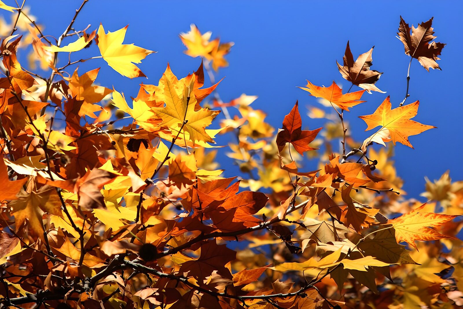 OCCOM7471092: Autumn Leaves Against Blue Sky
