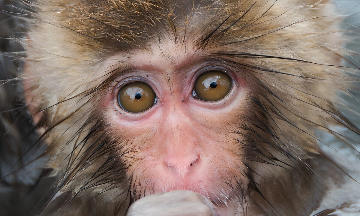Curious Monkey Close-Up