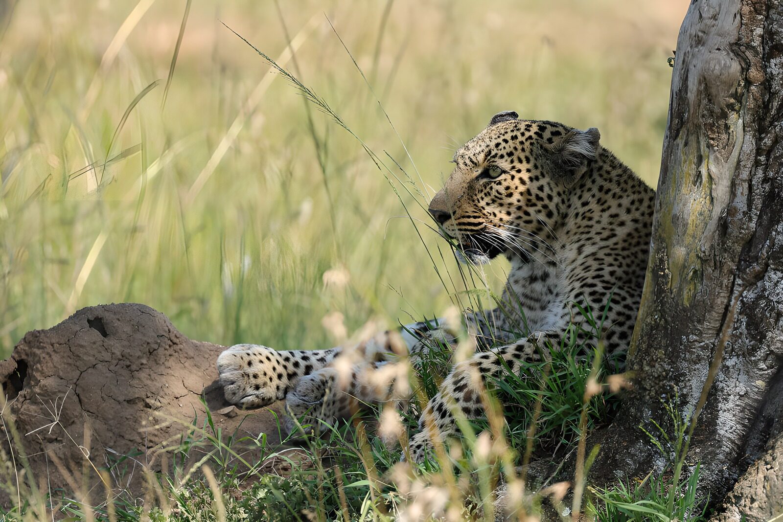 OCCOM5316636: Relaxing Leopard in the Wild