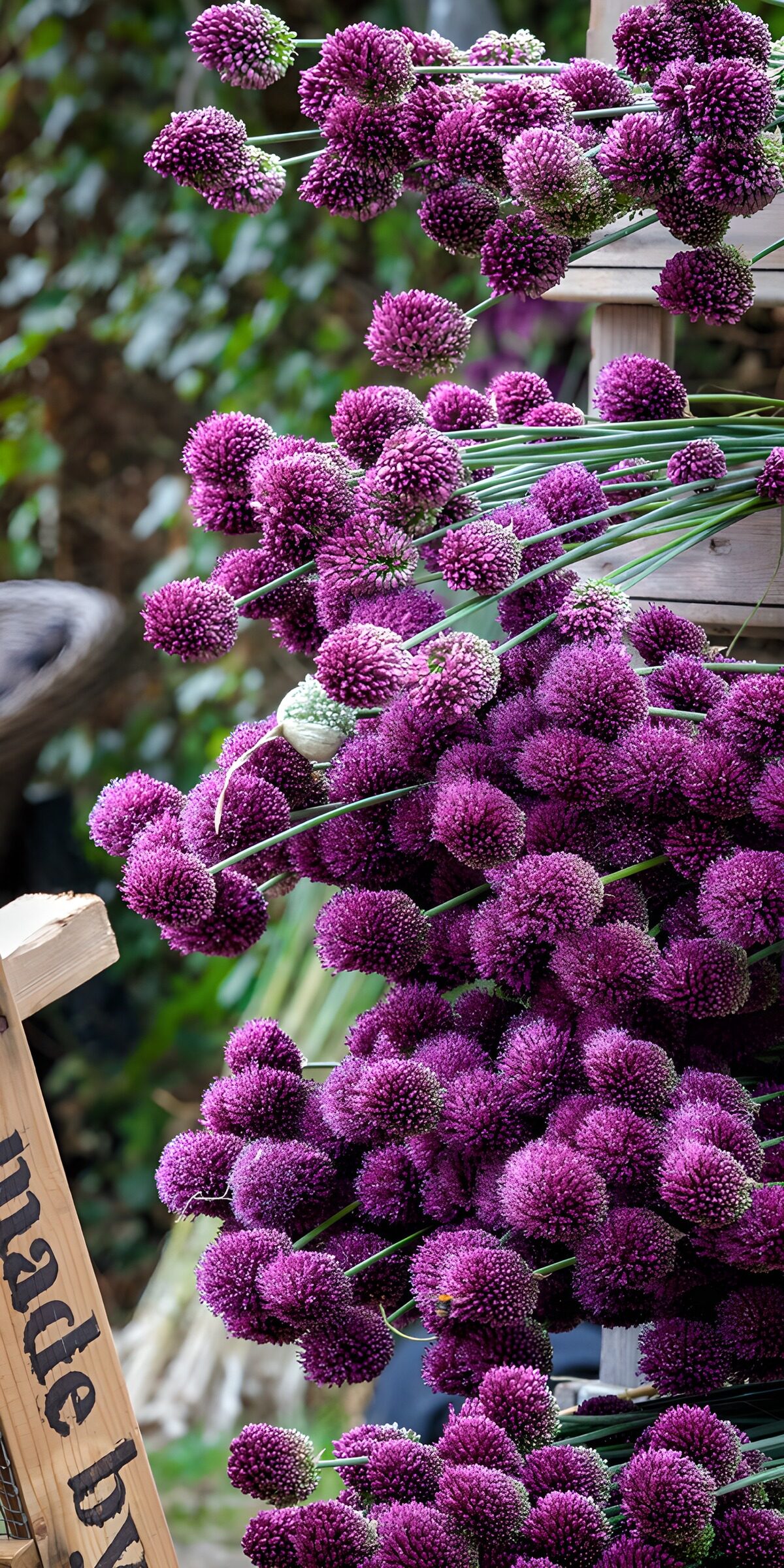 OCCOM4171585: Vibrant Allium Display