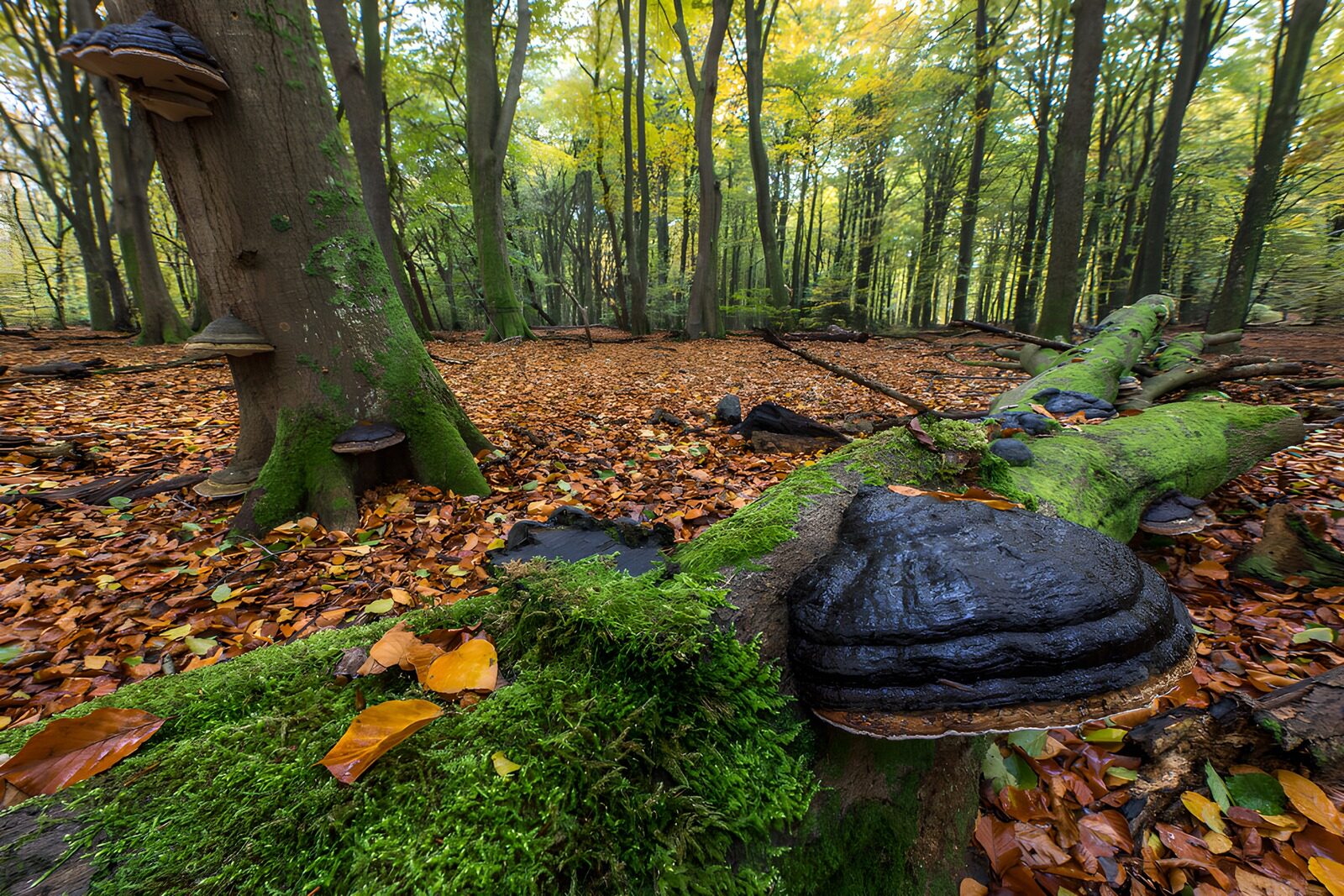 OCCOM5192258: Enchanted Forest with Fungi