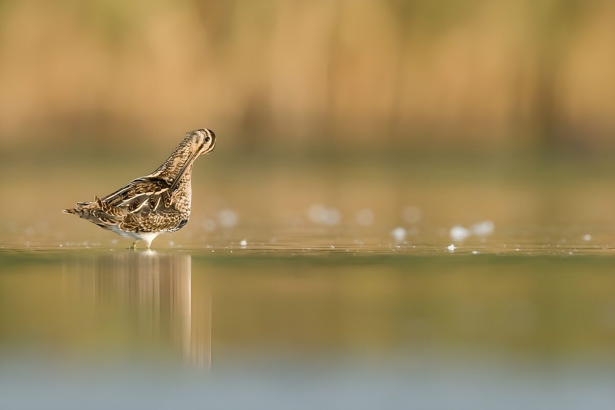 OCCOM6471638: Elegant Snipe in Tranquil Waters