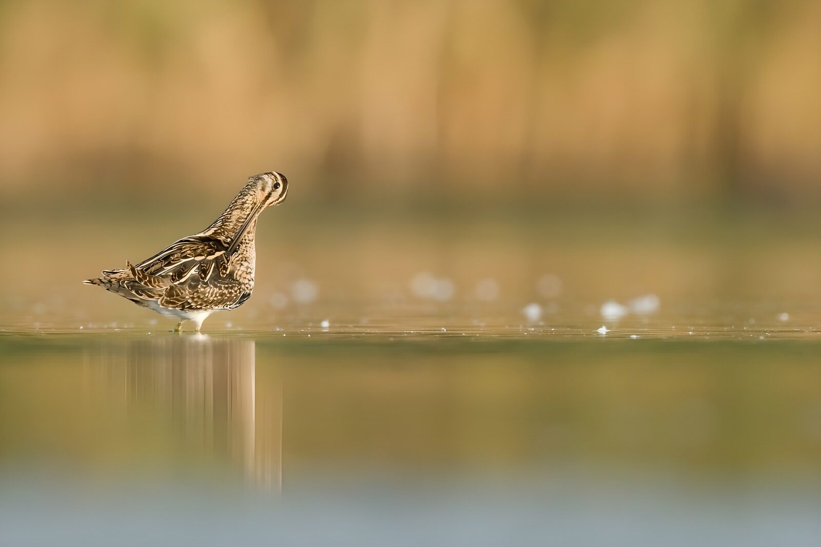 OCCOM6471638: Elegant Snipe in Tranquil Waters
