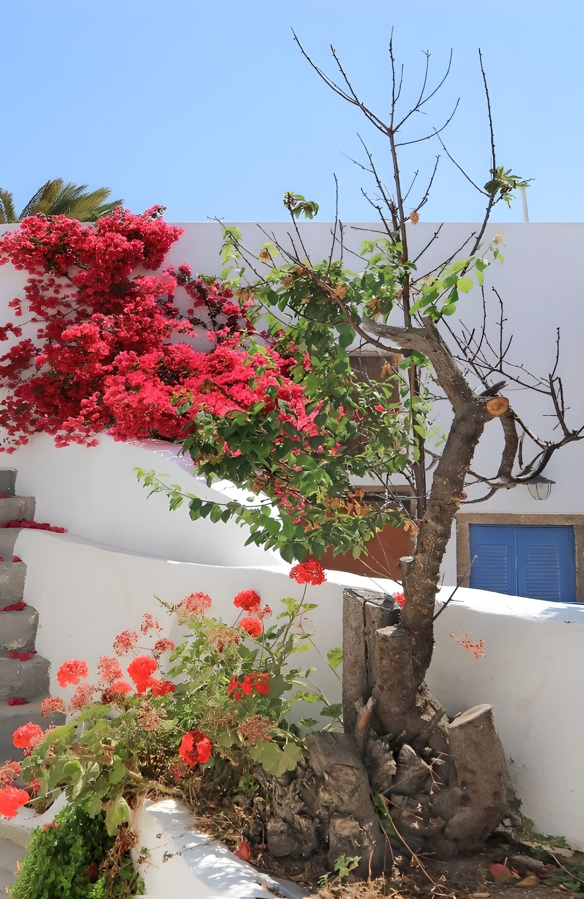 OCCOM9072986: Vibrant Bougainvillea in Bloom