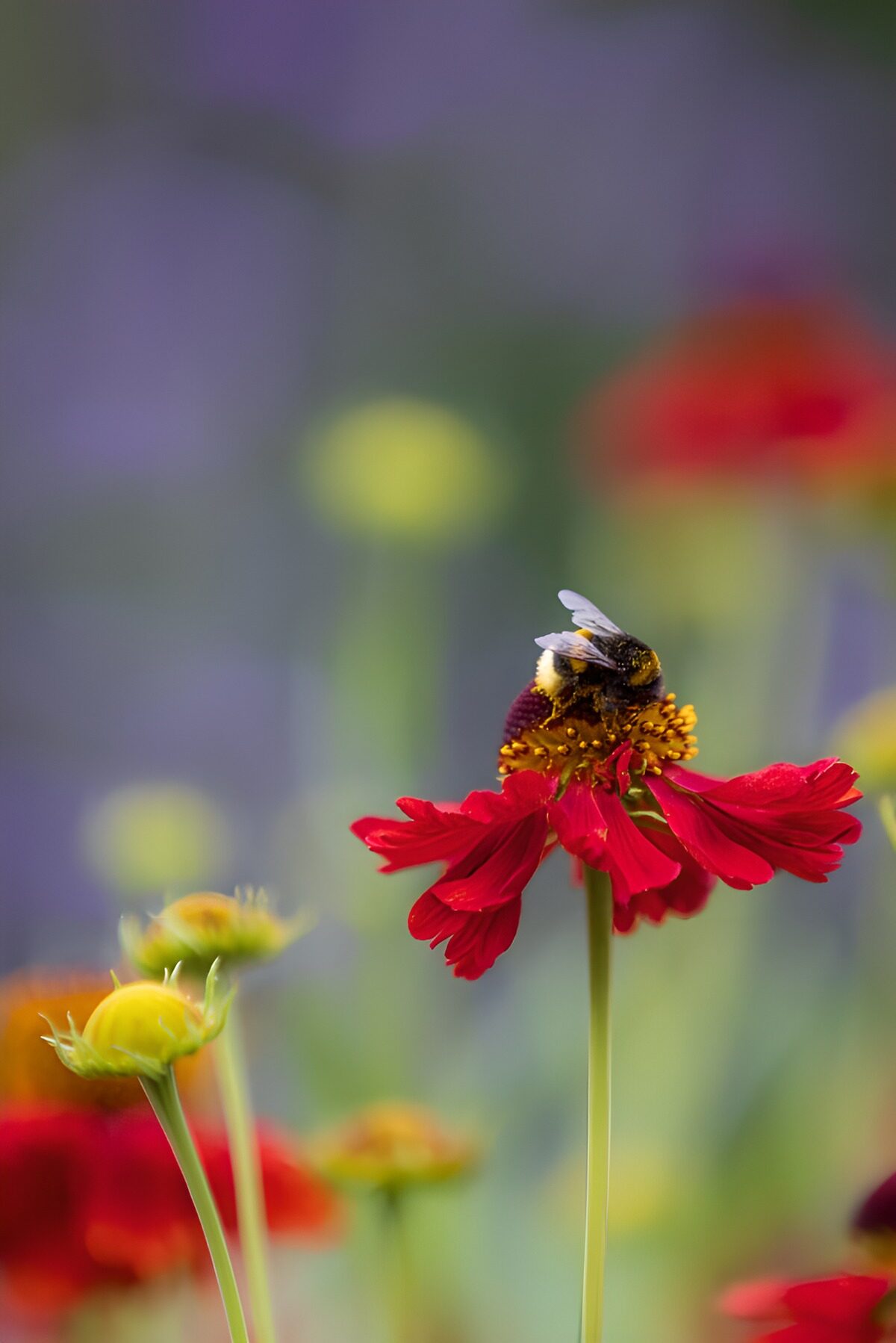 Bee on Red Wildflower