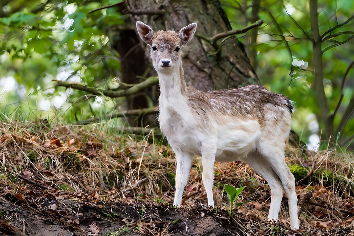 Curious Fawn in the Forest