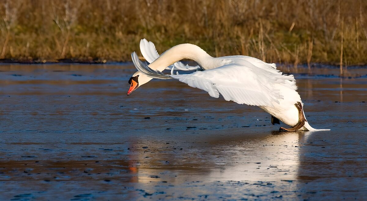 Graceful Swan in Motion