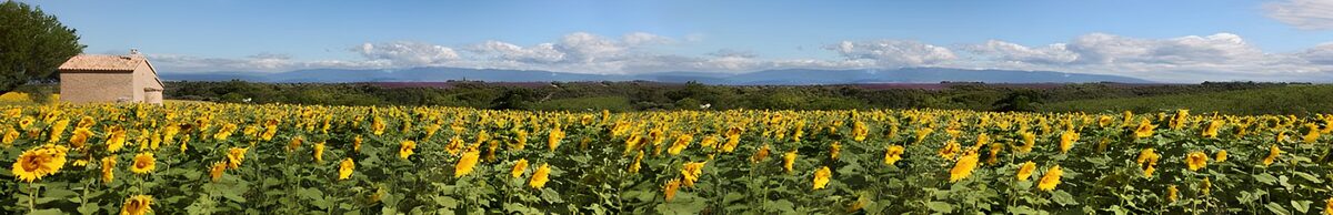 OCCOM9658501: Vibrant Sunflower Field Panorama