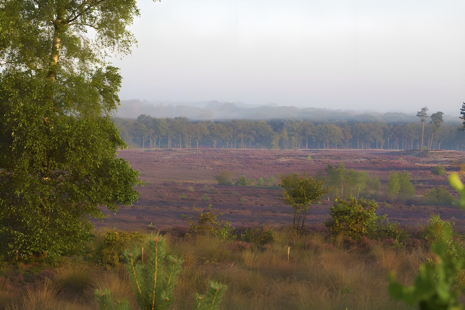 OCCOM8750504: Serene Heather Landscape at Dawn