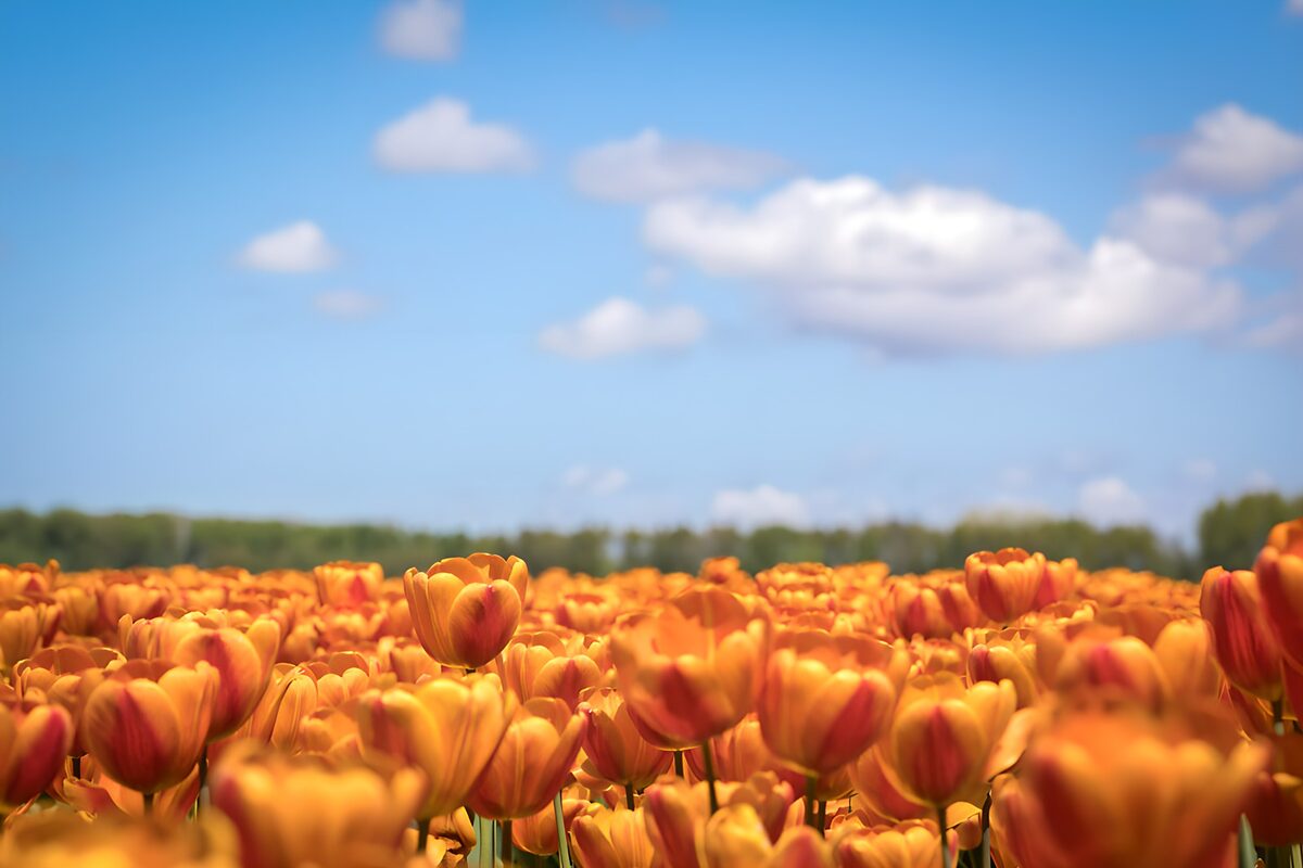 Vibrant Tulip Field in Spring